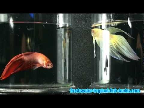 Tropical Fish - Betta splendens - SIamese Fighting Fish