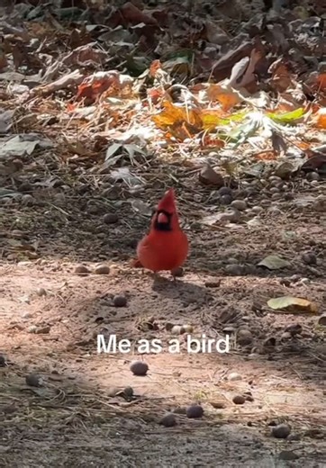 Imagining Life as a Bird: A Humorous Take