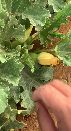 Exploring the Unique Texture of Unripe Cucumbers