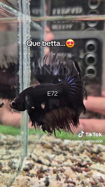 Todo sobre los Betta Splendens en Acuarofilia