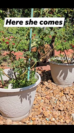 beautiful tortoiseshell cat. She showed up years ago pregnant and adopted us so we named her Mama T #cat | Annalyn B Sharp