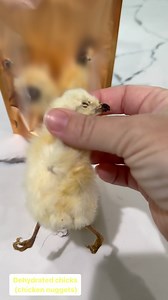 6.3K views · 45 reactions | Dehydrated chicks (aka chicken nuggets) for treats today. The fur works as fiber for our pets. And the crunchiness gives them a satisfying treat to chew on. Even our 17 year old dachshund had to have a bite (he has barely any teeth left so I ended up giving him little parts at a time at the end) | Raw Feeding Miami | Facebook