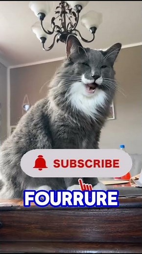 Les races de chat les plus grands au monde