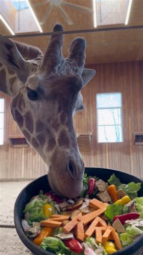 POV: It's Zara's birthday, and you're ready to party with this fabulous giraffe! 🦒🎉 Fun fact: Giraffes don’t have a specific birthing season – they can celebrate new arrivals all year long! | Detroit Zoo