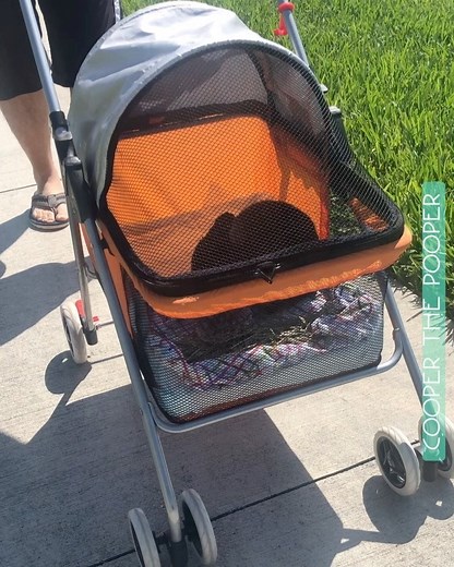 151K views · 4.5K reactions | Morning stroll with MINI  | Cooper the Pooper | Facebook