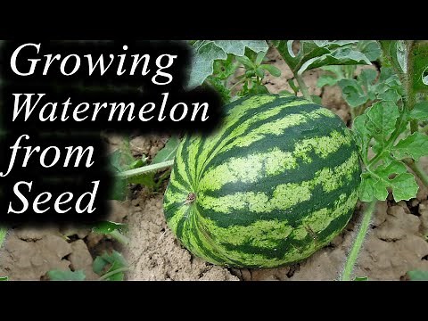 🍉How to Grow Watermelon🍉 Complete Growing Guide