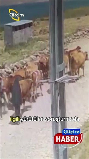 15 of the 22 cattle stolen in Ağrı have been found.