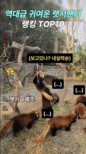 역대급 귀여운 랫서팬더 랭킹 TOP10 #shorts #funny #귀여운