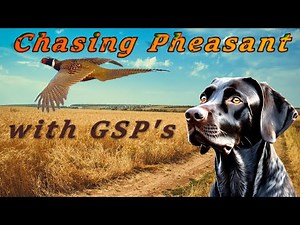 Pheasant Hunting Miller Ranch Eastern Washington