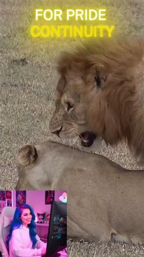 Lions Breeding 🦁 #animals #viral #lion #shorts