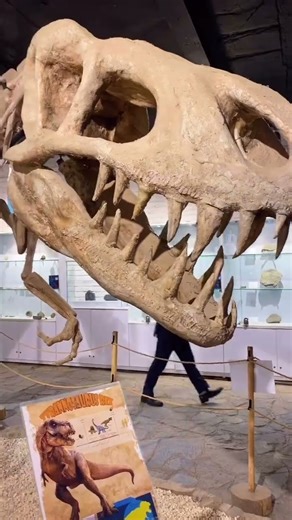 A skeleton too big to believeBones of a giant. #Dinosaur#DinosaurSkeleton#AncientGiants#prehistoric