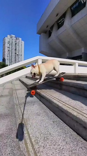 The dog challenges the skateboard to go downstairs. This dog is so awesome #french #bulldog #cutepet #dog #slide #skateboard #skateboarding #xh
