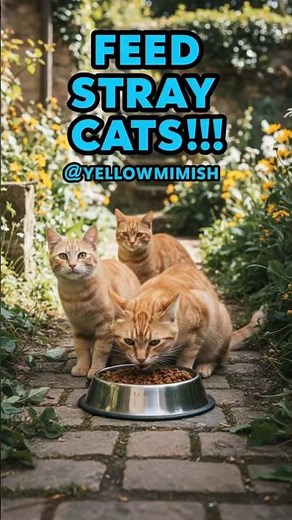 Feeding Hungry Stray Cats: Cute Cat Rescue Moments