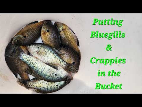 Today I'm putting Bluegills & Crappies in the Bucket.