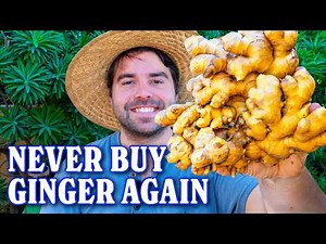 YOU Can Grow Infinite Ginger At Home!