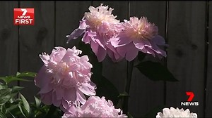 The first peonies to be grown in Queensland have started to blossom. A scientist has been able to trick the cold climate flowers into thinking it's winter so locals can easily get their hands on them for their special day. www.7NEWS.com.au #7NEWS | 7NEWS Sunshine Coast