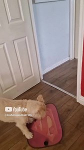 4.5K views · 1.8K reactions | What is that? #talkingdogsoftiktok #funnydogvideos #talkingdog | Paul Cooper | Facebook