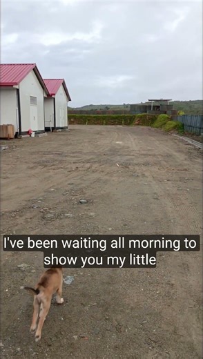 “From Beginner to Pro: Dog Fetch Training!” DogTraining #SmartDog #Fetch #DogLovers #AmazingDogs