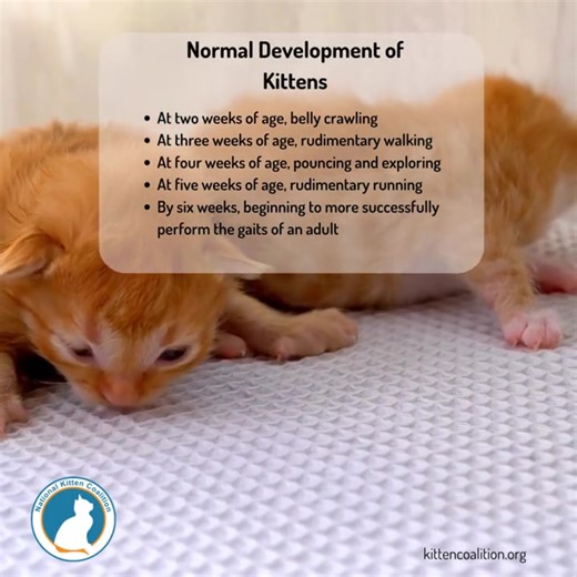 18 reactions | Learn more about swimmer syndrome with our blog! Read the blog here:https://loom.ly/iKfwTOE #savemorekittens #kittencare #fostercat | National Kitten Coalition | Facebook