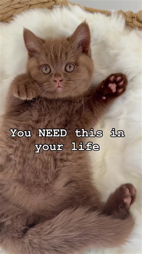 The Essential Cinnamon British Shorthair Kitten Care Guide