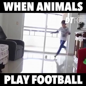 When animals play football 😂 | Dream Team