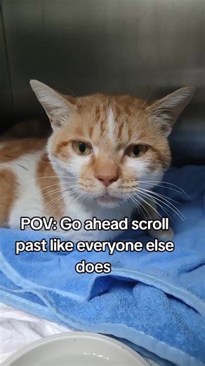 Gentle-Paws-Rescue (@hopefulpawsrescue)’s videos with Sad - Max-Music