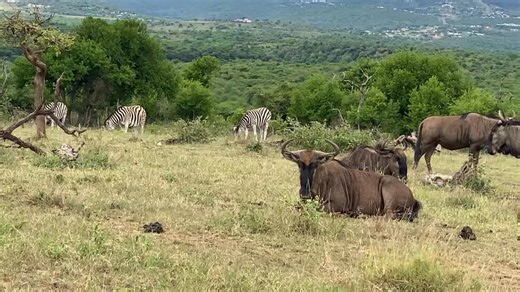 Good morning ☀️ #StLucia#SouthAfrica #Elephantcoastguesthouse www.elephantcoastguesthouse.com — in Saint Lucia, Kwazulu-Natal, South Africa. | Elephant Coast Guesthouse