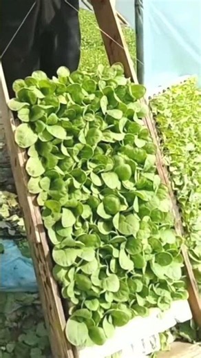 #agricultural #agriculture #farming #agro #farmlife #agricoltura #technology #farm #food #diy