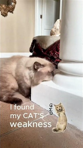 My Cat’s weirdest obsession yet