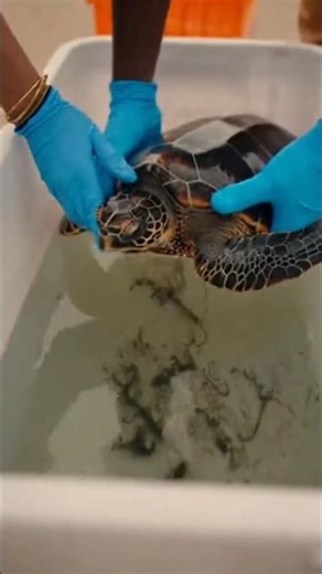 Poor Turtle Getting Saved !!! 🐢❤️ #shorts