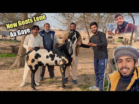 New Janwar Khreedne Sahiwal Aa Gaye 💰 800000 Ka Janwar Pasand Aa Gaya 💵