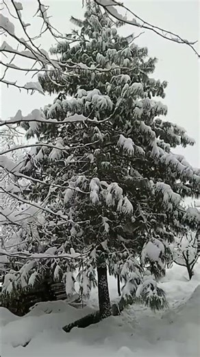 Winter Vibes ❄️ Fresh Snow View.#kashmir #kashmirsnowfall