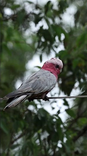 Galah Playing in the Shade Sail While Listening to the Bird Sounds in the Background | Birds Life