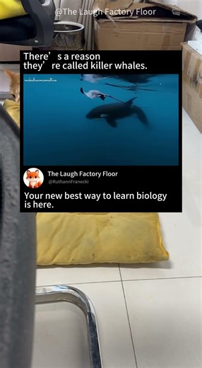 🐬Orcas are called ☠️ killer whales for a reason 🌊 | MDCT