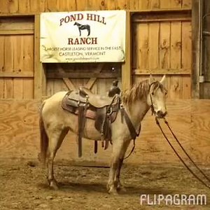 We have some really great horses for sale right now! For more information on any of these horses or any others call the ranch at 802-468-2449. Stay tuned! We've got more horses coming in next week! | Pond Hill Ranch