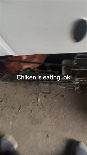 #chicken #ok #okchickens #chike #chikenok #chiken