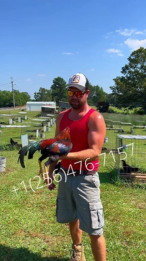 10K views · 652 reactions | Asil #gamebirds #pullet #gallosfinos #gallos #gamefowlbreeder #gamefarm #hatchgamefowl #gallero #gallos #gamefowl #gallosgamefowl #gallosgamefowlofficial #rooster #breeding #californiagamefowl #texasgamefowl #hatchgamefowl #hawaiigamefowl #gallero #gamefowllife #gallosmexico | Boneyard farm | Facebook