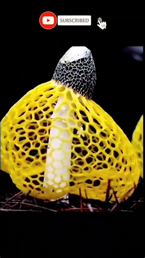 how different mushroom grow capture in time lapse 🍄 / world most beautiful mushrooms #curiousfacts