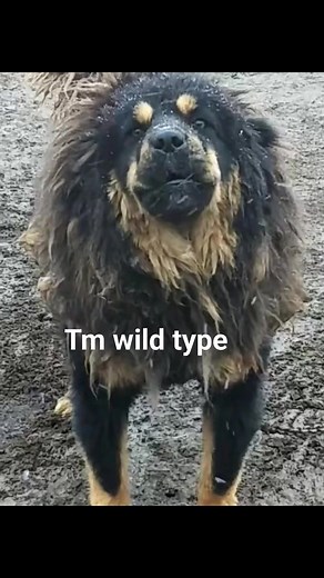 The Tibetan Mastiff is an imposing dog, a born guardian, whose majestic bearing conveys an innate confidence. Each step is considered, each look is deep and alert, as if he were aware of his own nobility. He does not give himself easily to just anyone: his respect must be earned, and once obtained, it is unshakable. His pride is not ostentation, but the natural expression of an animal that knows its own strength and value. He does not need to bark uselessly or prove anything: his presence alone 