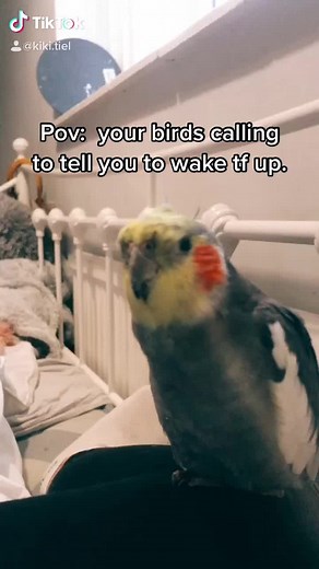 Cute Cockatiel Alarm Clock | Funny Bird Wake-Up Call