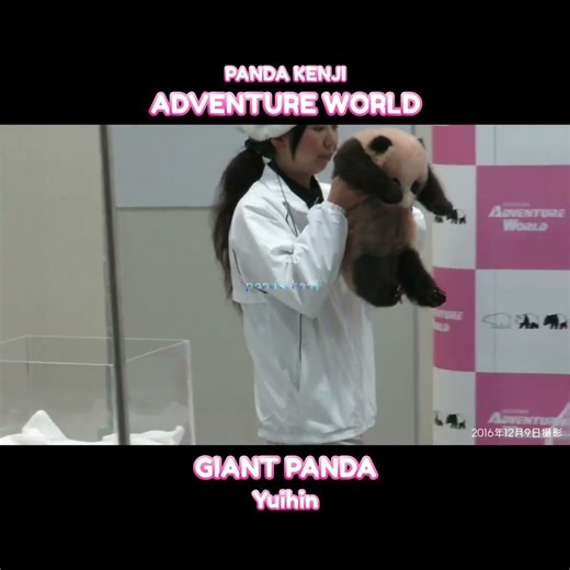 Public weigh-in of baby panda!! #Yuihama #AdventureWorld #shorts