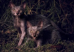 Lykoi - Alchetron, The Free Social Encyclopedia