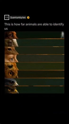 QUANTUMBYTES on Instagram: "Different animals identify objects at very different distances because their sensory systems evolved for specific survival problems. Birds of prey like eagles can resolve fine detail at extreme ranges. An eagle can spot a rabbit-sized animal from over 2–3 kilometers away because its retina has far more light-detecting cells and a deeper fovea than humans. Mammals trade distance for other advantages. Dogs cannot see as far or as sharply as humans, but they identify ind
