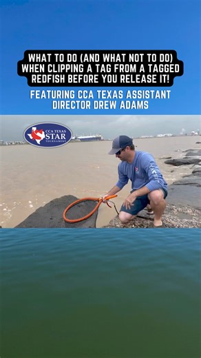 23K views · 115 reactions | In what has become an annual CCA Texas...