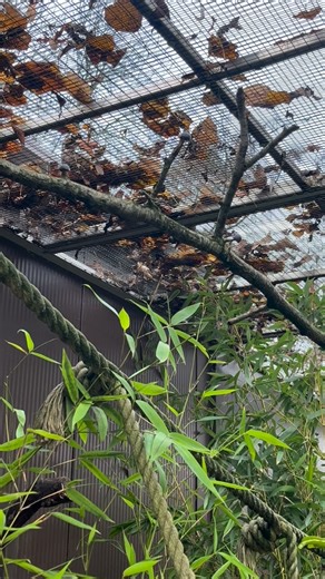 The Red- crested Turaco’s were enjoying some blueberries for lunch today 🫐 | Askham Bryan Wildlife & Conservation Park