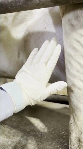 10. Diagnose udder edema in a cow #dairycows #dairyherd #dairyfarming #cow #dairyindustry #dairy