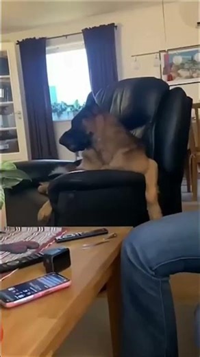 A keen connoisseur of opera arias... #dog