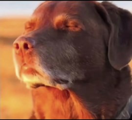 Lucky Hatch Spawns in Dead by Daylight