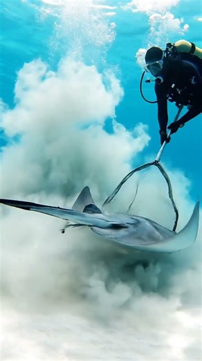 Incredible Stingray Catch Underwater! 🌊🐟