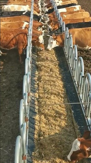 Craft Process of Feeding Tools for Cattle in Farm Breeding